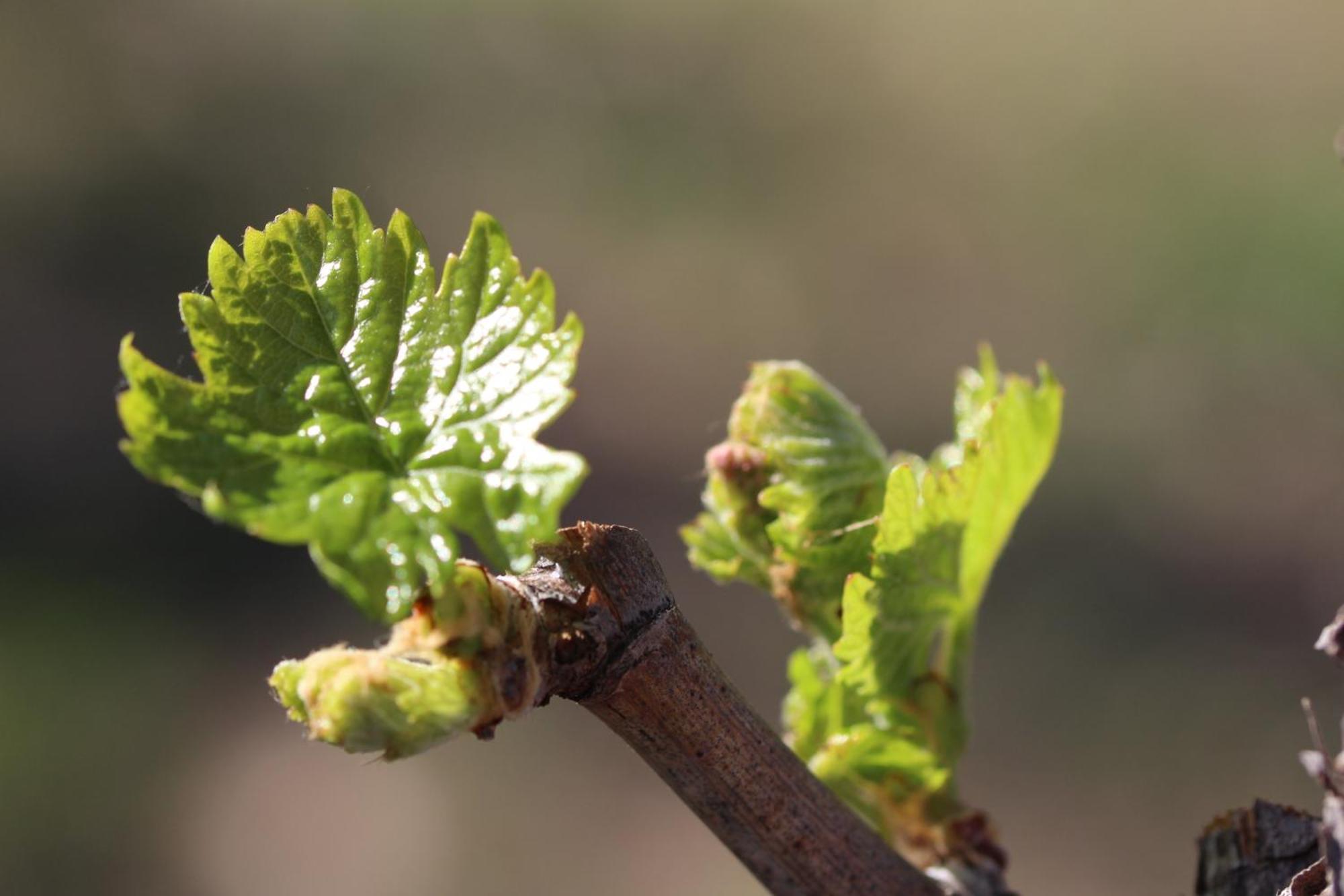 Finca La Celestita Colonia Alvear Zewnętrze zdjęcie