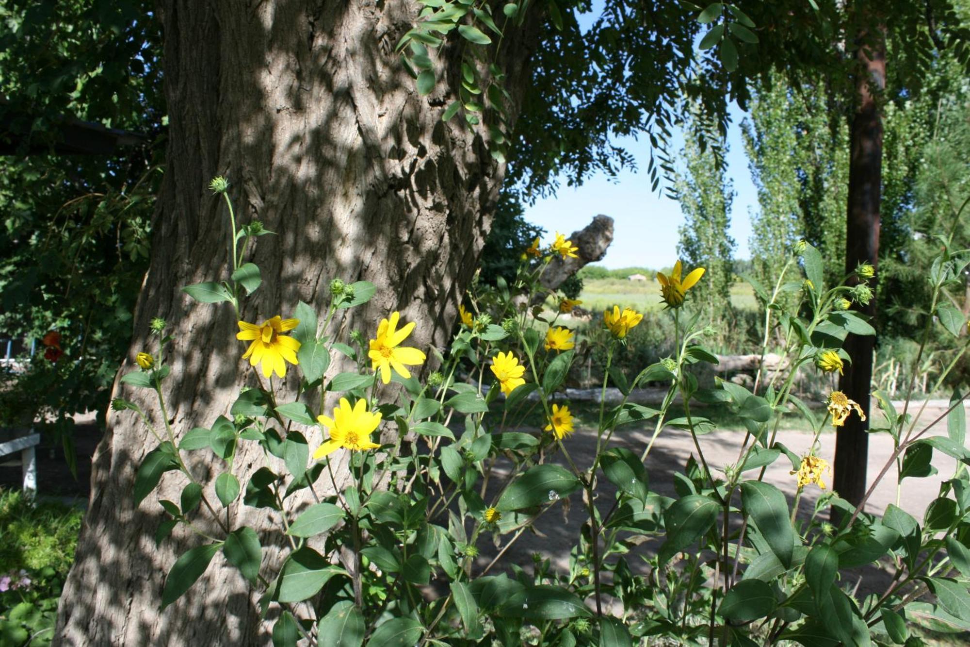 Finca La Celestita Colonia Alvear Zewnętrze zdjęcie